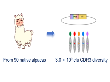 羊驼VHH天然文库
